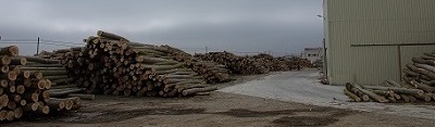 Poplar logs cut and stacked